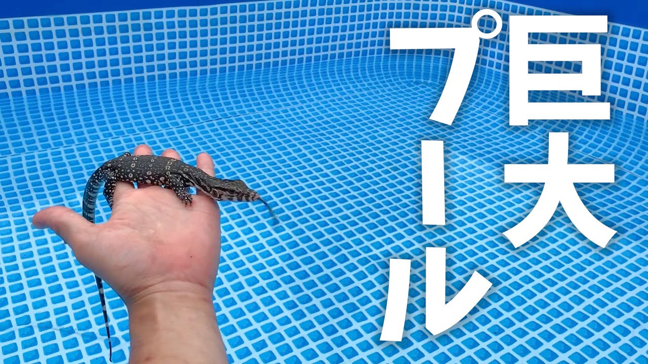 巨大プールでオオトカゲを泳がすと・・・