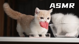 【萌宠生骨肉吃播ASMR】小奶猫第一次吃金枪鱼