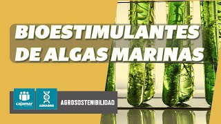 Bioestimulantes de algas marinas para el incremento de la productividad en cultivos