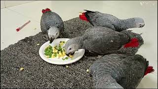 Congo African Grey Parrots