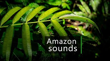 Amazon rainforest - Wildlife, nature and rain sounds