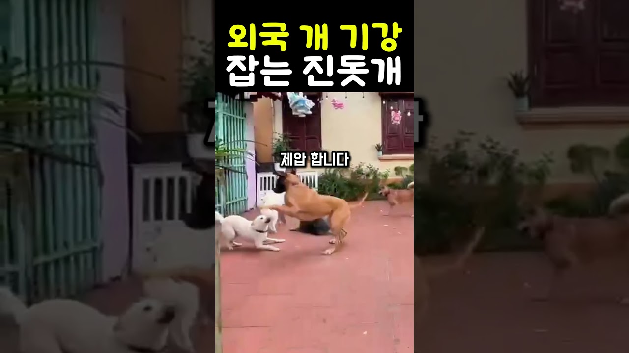 외국 개 기강 잡는 진돗개