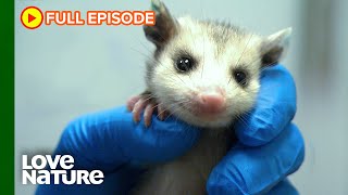 Wild Baby Animal Rescues That Will Melt Your Heart | City Wildlife Rescue Ep101