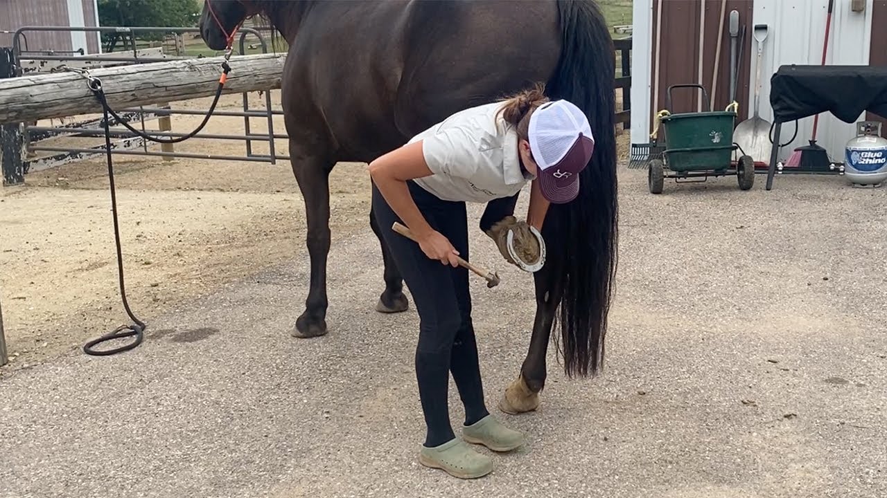 Horse Pulls Foot Away From Farrier! YouTube