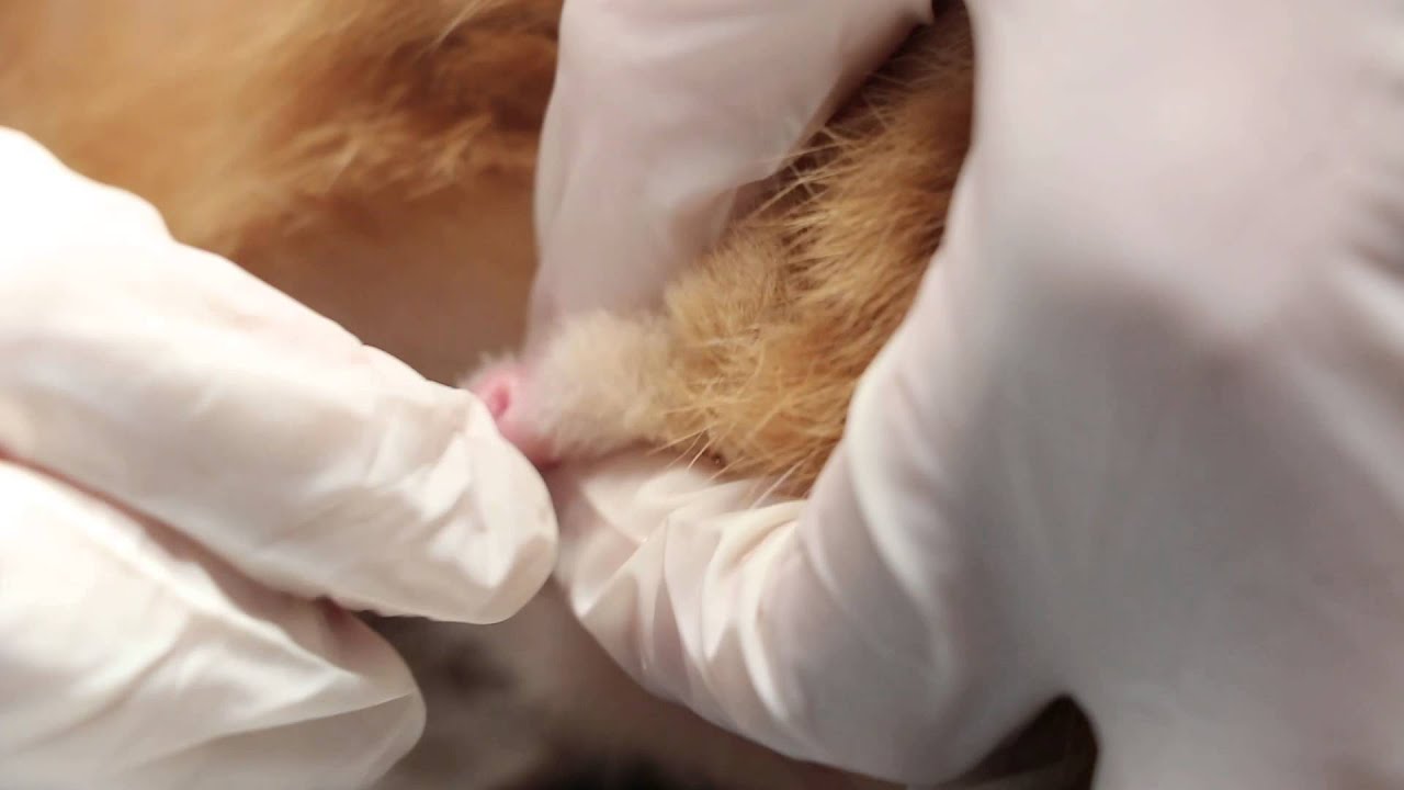 Urethral catheterisation of the cat Pt 9 YouTube