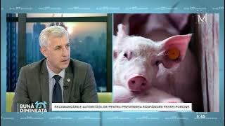 Iurie Scripnic, Secretar de Stat, MAIA: PESTA PORCINĂ LOVEȘTE DIN NOU! 🚨