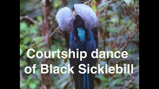 Black Sicklebill Courtship Dance in Papua | Bird-of-Paradise Magic