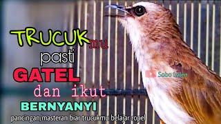 Download Lagu Pancingan trucuk agar trucukan BAHAN PAUD ikut belajar ropel MP3