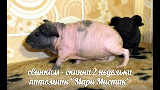 МИНУСЫ СОДЕРЖАНИЯ МОРСКИХ СВИНОК #КУПИТЬСВИНКУСКИННИПРОДАЮ# ( ПИТОМНИК "МАРИ МИСТИК" ) МИНУСЫ СОДЕРЖАНИЯ МОРСКИХ СВИНОК #КУПИТЬСВИНКУСКИННИПРОДАЮ# ( ПИТОМНИК "МАРИ МИСТИК" )