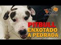 PITBULL ENXOTADO COM PEDRA E PAU SEM SABER PARA ONDE IR TENTOU FUGIR, POR QUE PARECIA AGRESSIVO