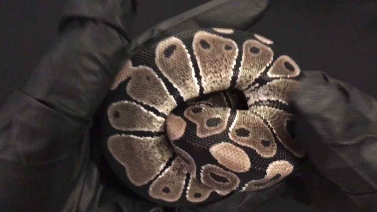 Ball Python Hatchling Female Het Albino VPI Axanthic