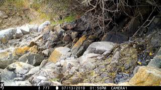 Otter With Cormorant Prey