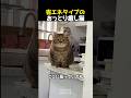 省エネタイプのおっとり癒し猫