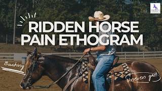 Ridden Horse Pain Ethogram Explained