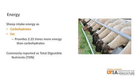 Sheep Skillathon Study Series: Common Nutrients
