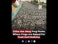 China Has Many Frog Farms Where Frogs Are Raised For Food And Medicine