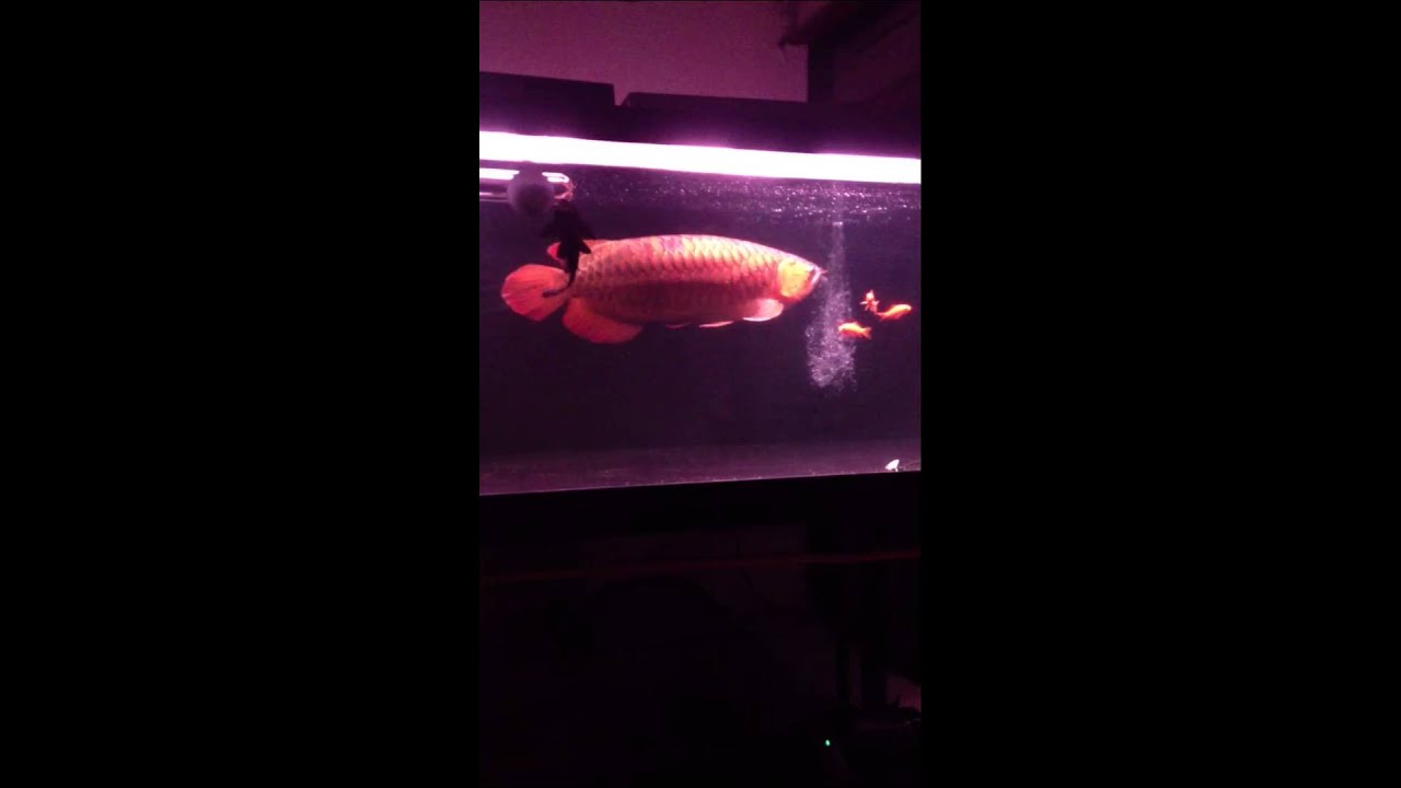 レッドアロワナウルトラf4 テールダウンその6 Youtube