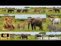 4K African Wildlife | A Journey Through Serengeti &amp; Ruaha National Park - 12K UHD Animals
