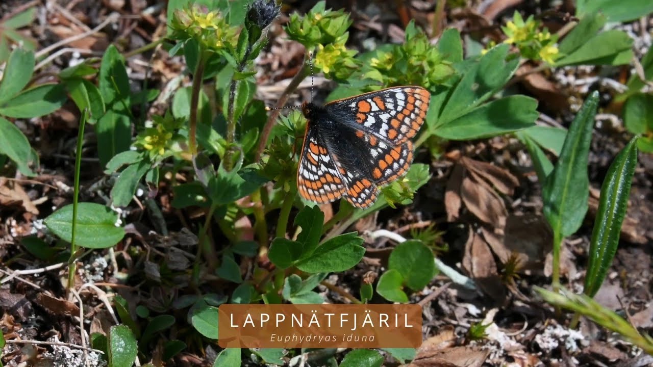 LAPPNÄTFJÄRIL (Euphydryas iduna/Lapland Fritillary)