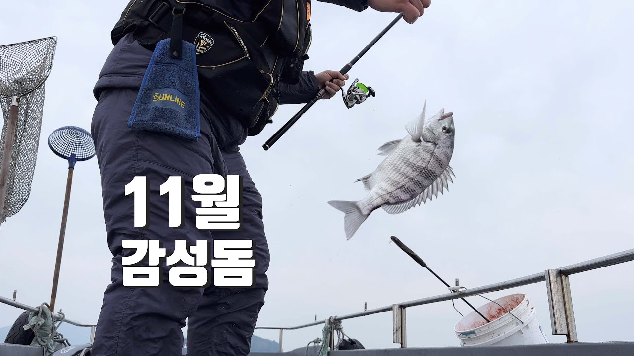 11월의 바다에서 만난 감성돔 - 통영 유촌 선외기 낚시