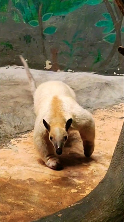 T-Pose Anteater Tamandua T Pose 😱 #wildlife 