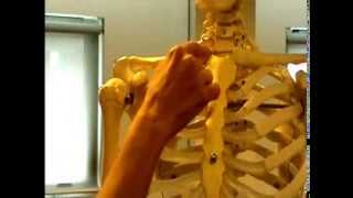 Surface Anatomy: Clavicle