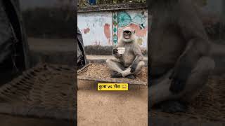 कुता vs भैंस 😂 #comedy #funnycomedy #funnyvideo #barachattiteam #youtubeshorts