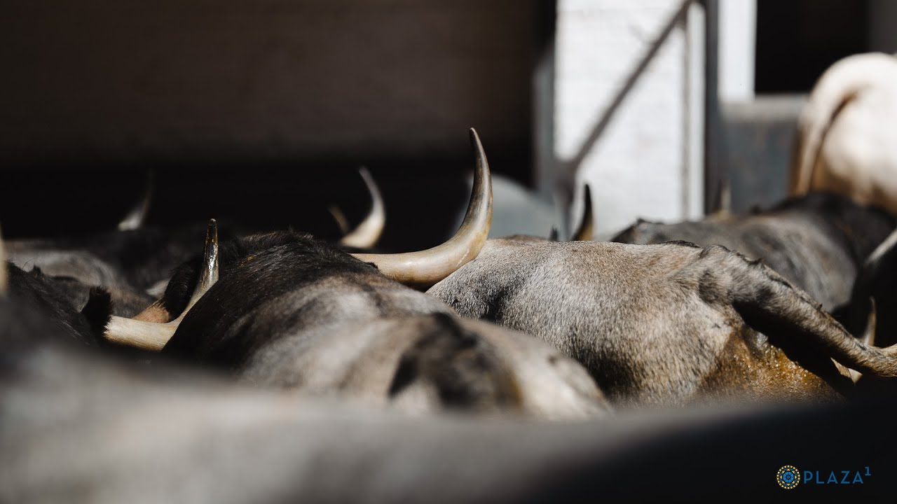 Sorteados los toros de Adolfo Martín para la 26ª de SAN ISIDRO 2025 ...