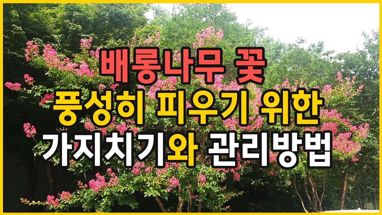 배롱나무 꽃 더 많이 피우는 방법! / 배롱나무 가지치기와 관리 비법! / 풍성한 배롱나무, 이렇게 키워보세요! / [수정] 진드기가 아니라 진딧물..ㅜㅜ