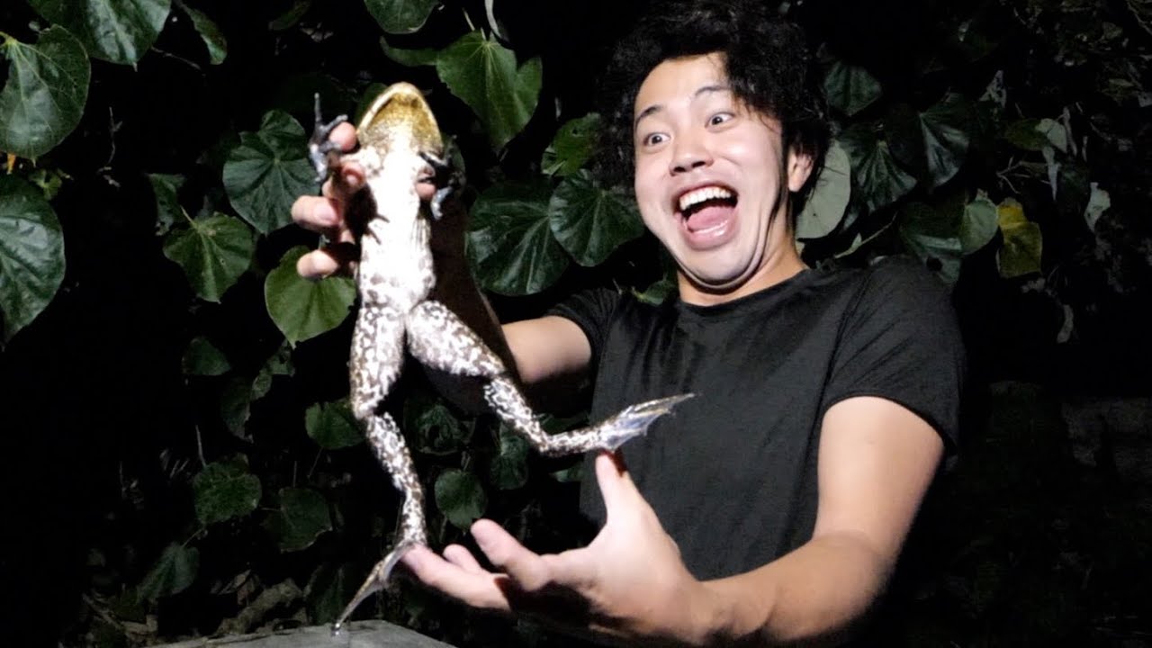 bakutorauです　トリミングチョーカー カエル OMG! I Caught a Frog! I'll Eat It! - YouTube
