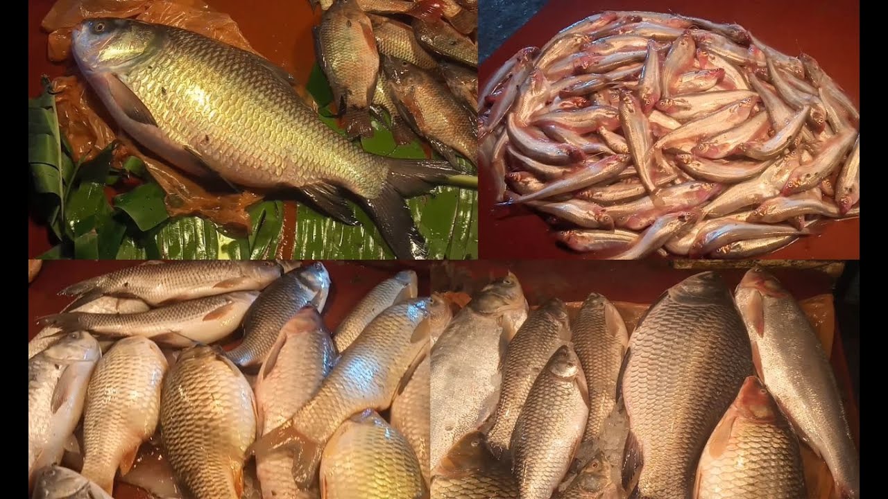 Big Fish Market In Bangladesh YouTube Big Fish Market In Bangladesh YouTube