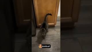 Compilado de gatos engraçados para rir 😂