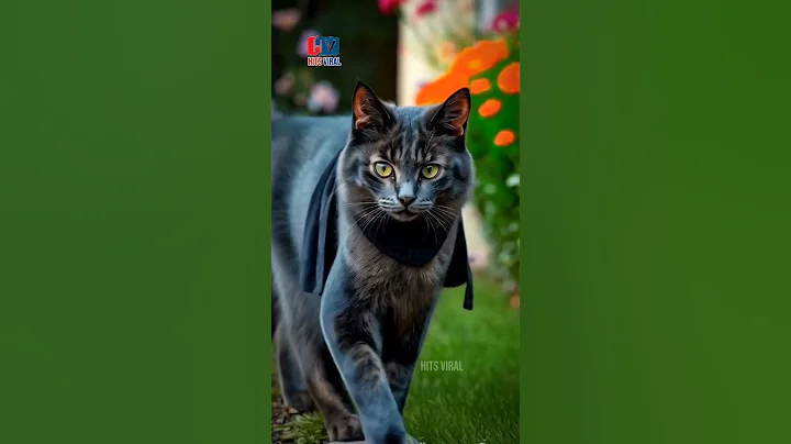 Watch the video about A Lykoi cat, #trending #shorts #funny #cat