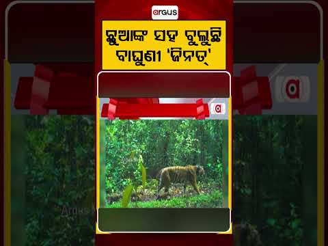 ଛୁଆଙ୍କ ସହ ବୁଲୁଛି ବାଘୁଣୀ ‘ଜିନତ୍’ | Tigress 'Zinat' Spotted with Cubs in Similipal | Argus News