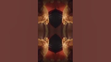 Pop Cat VS Vibing Cat in real life