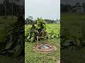 Through the forest, the hawk caught😮 #viral #funny