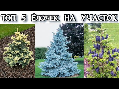 САМЫЕ КРАСИВЫЕ ЕЛИ ДЛЯ УЧАСТКА - ТОП 5 Ёлок на Новый Год во Двор