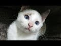 新入り子猫マメが我が家にやって来て1か月。今日も元気に遊んでいます
