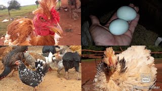 Mostrando As Novidades Galize Arrepiada,Caipira Mil Flores,Galinhas Castianas E Galo Ketros