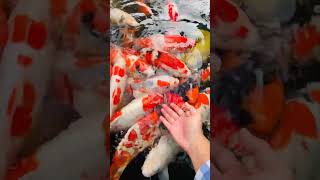 Koi fish is considered a symbol of good luck
