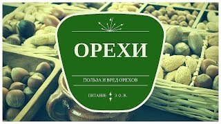 Орехи. Польза и вред орехов Орехи. Польза и вред орехов