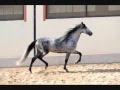 Samario www.spanishhorse.ru