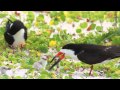 "I Can't Believe I Ate The Whole Thing"-Black Skimmers 6/25/14