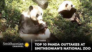 Top 10 Panda Cam Outtakes At Smithsonian's National Zoo  Smithsonian Channel