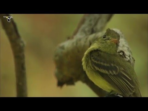 Video: Common flycatcher - ntau-legged qhua hauv chav tsev