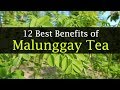 Malunggay Tea Benefits - Weight loss, Diabetes, Side Effects