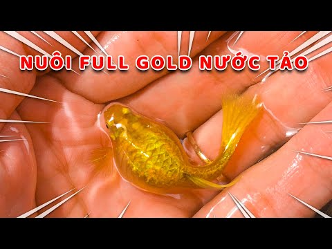 Cá Bảy Màu Gold - Cá Bảy Màu Full Gold Nuôi Trong Môi Trường Nước Tảo Có Tốt Không ?