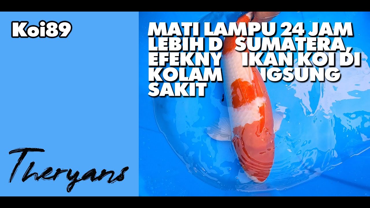 Tanda Koi Kekurangan Oksigen di Kolam: Kenali Gejalanya Segera Tanda Koi Kekurangan Oksigen di Kolam: Kenali Gejalanya Segera