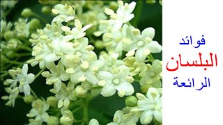 فوائد زهرة البيلسان لعلاج الكثير من الأمراض وأسماؤه فى الدول العربية وطريقة تحضيره