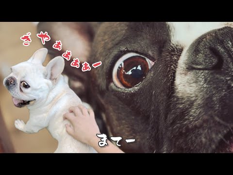 きいろファミリーにストーカー疑惑？/サプライズ失敗/まぁまぁの打撃/脳天逆立ち